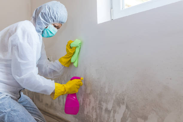 Best Comprehensive Air Testing for Mold Contaminants  in Tukwila, WA